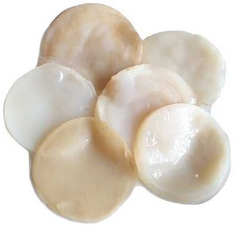 Grzybek Herbaciany 2szt Grzyb Kombucha Scoby 7cm Kombucza Starter