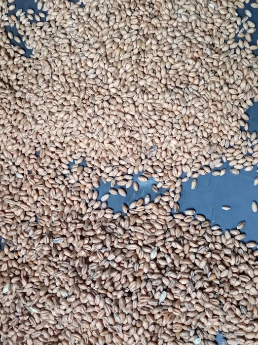 Pszenica czyszczona Petras, Wilejka, Mewa