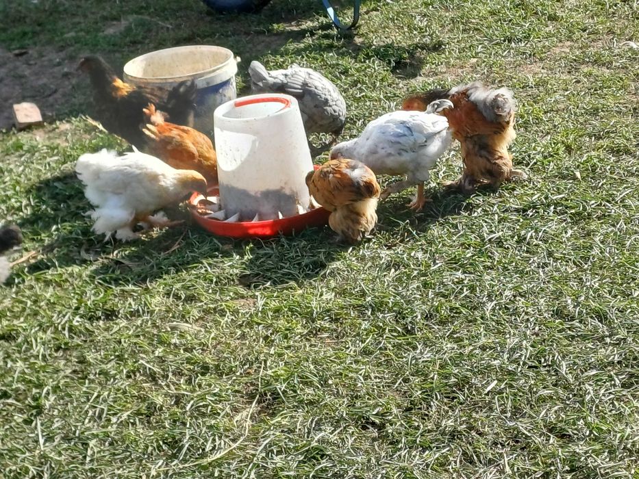 Kurczaki Brahma Olbrzymia,Jersey Giant