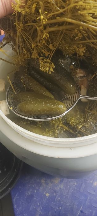 Swojskie Ogórki kiszone