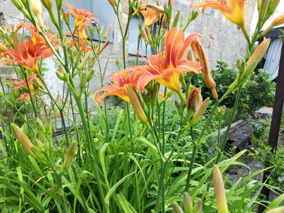 Liliowce wysokie