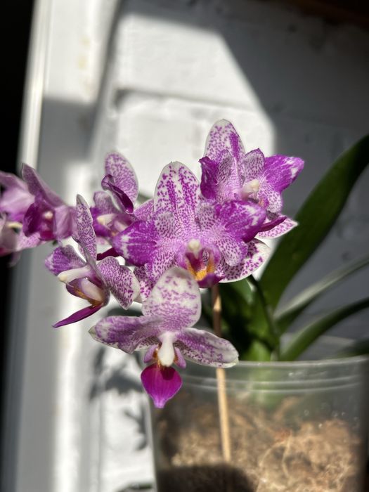 Домашні    орхідеї