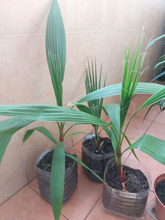 Пальма Вашингтонія та Фінікова