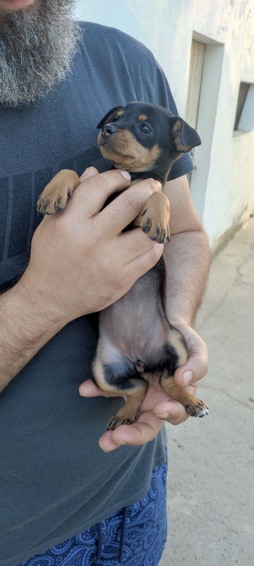 Pinscher fêmea com 2 meses