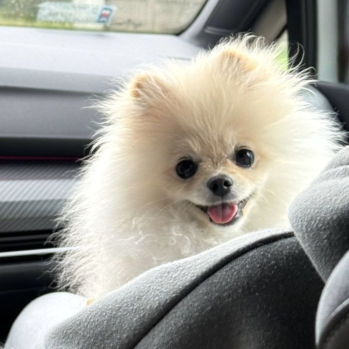 Suczka Pomeranian
