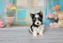 Yorkshire Terrier Biewer, York piesek mini