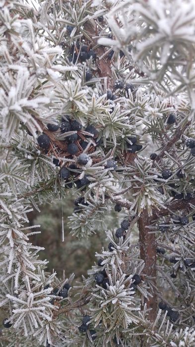 Ягоди ялівцю, плоди можжевельника