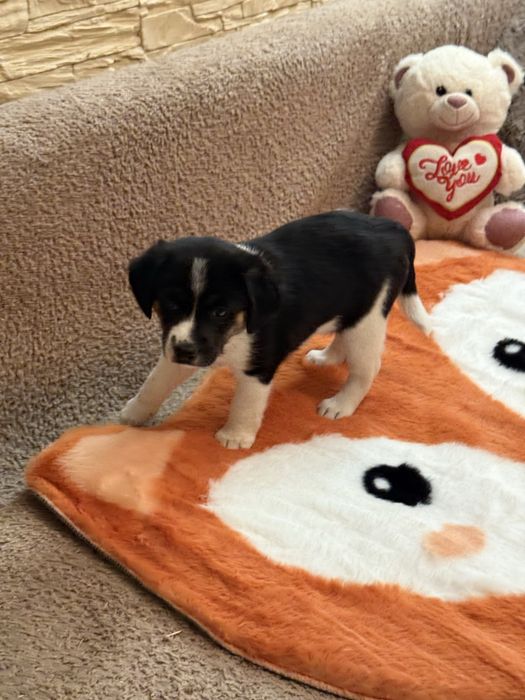 Snoopy, Beti, Oski- trójka maluchów szuka odpowiedzialnych domków.