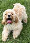 Dziewczynka Cavapoo F1b  Ming