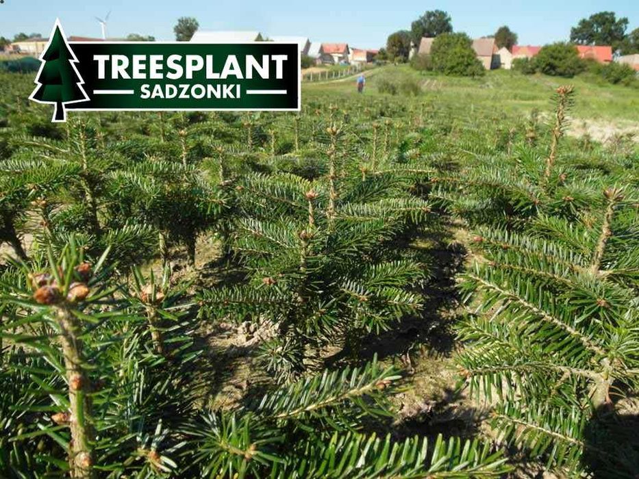 RZESZÓW Jodła kaukska 4,5 letnia sadzonki jodły świerk srebrny serbski