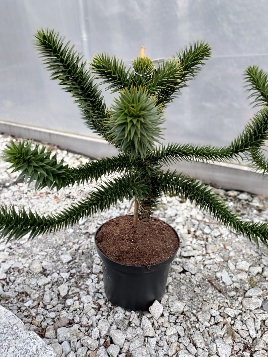 ARAUCARIA CHILIJSKA - Małpie drzewo - Piękna, egzotyczna wys. 30-40cm