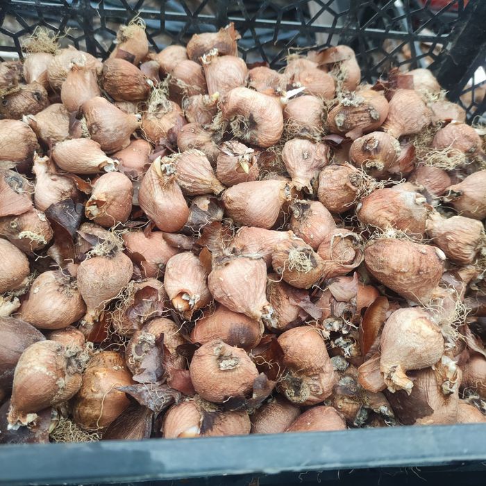 Б/у луковицы, цибулини (детки) тюльпанов после выгонки