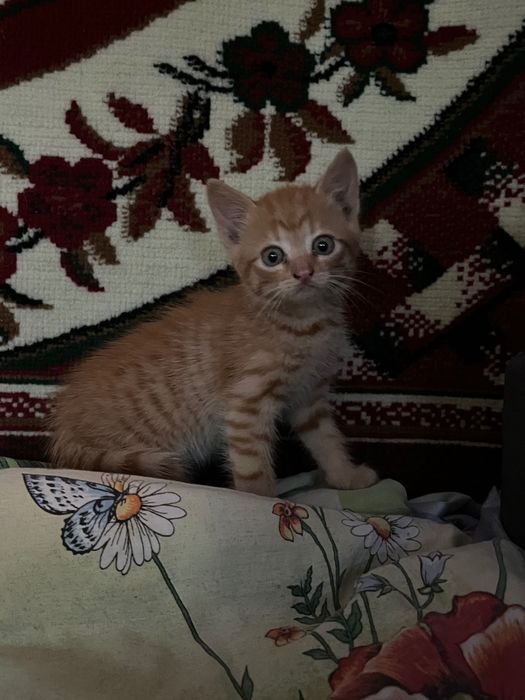 Кошеня, віддам в хороші руки