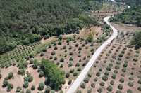 Terreno com oliveiras