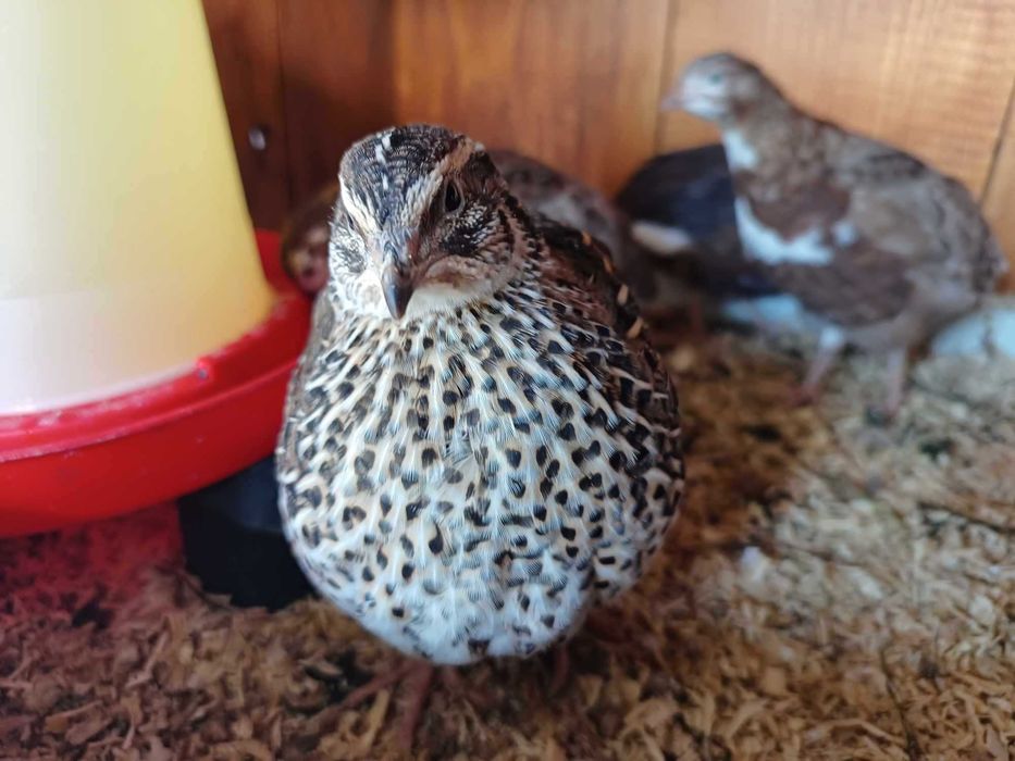 Przepiórki kurki i kogutki - młode.