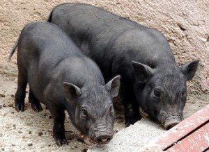 Шукаю в'єтнамського кабанчика