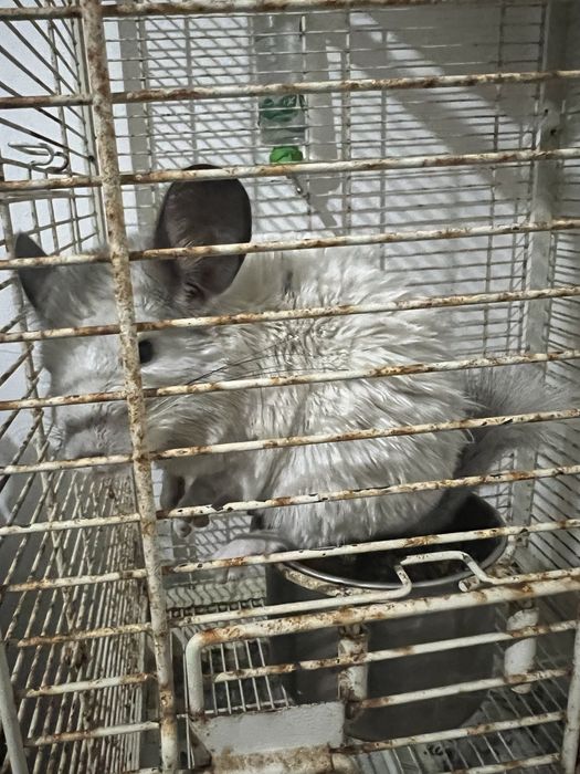 Vendo Chinchilla