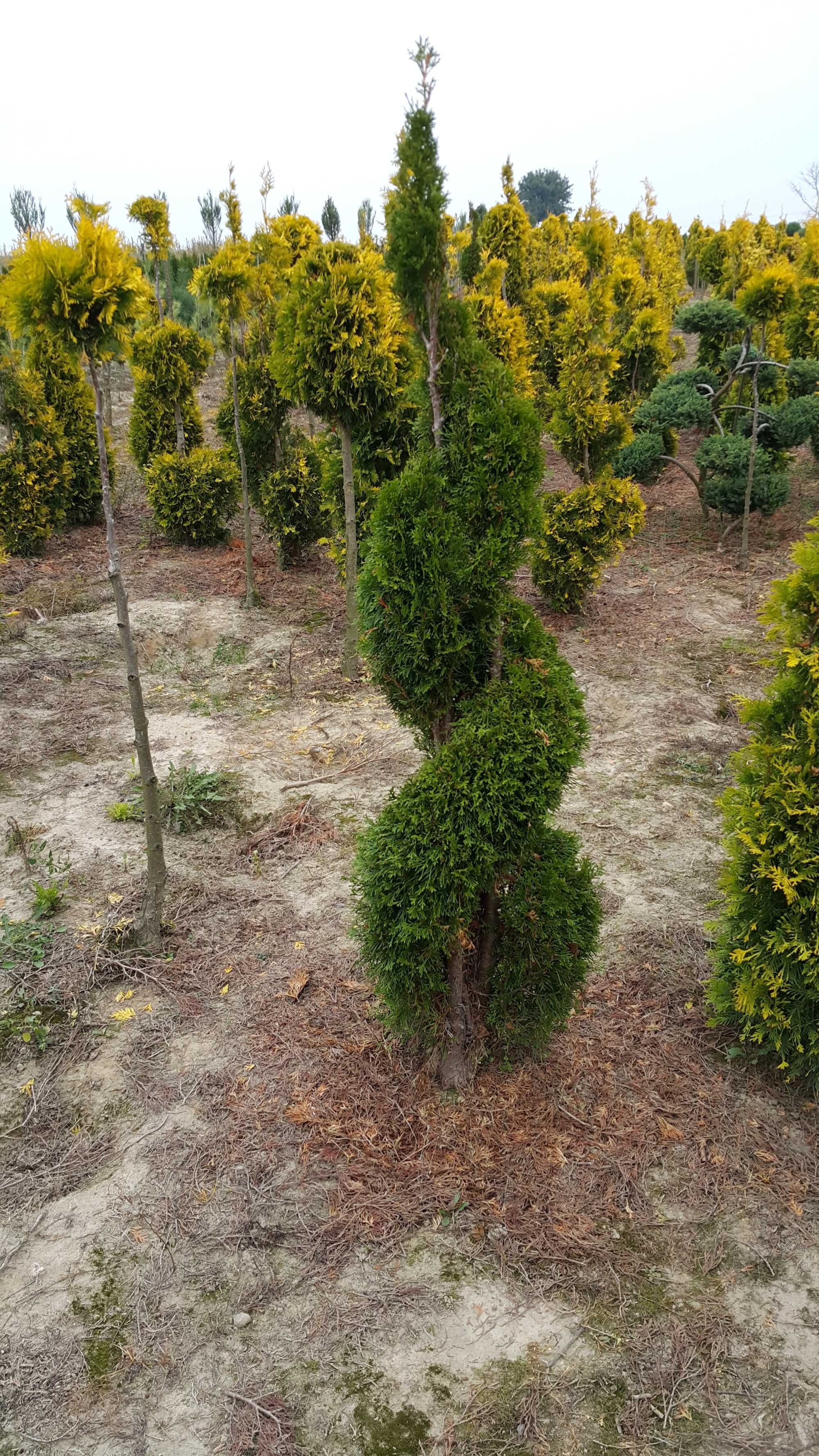 Tuja szmaragd thuja occedintalis żywotnik spirala