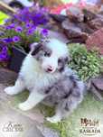 BORDER COLLIE Kairo – masywny i czuły chłopiec