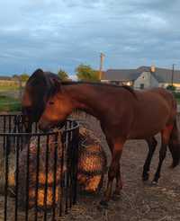 Klaczka 1/2 haflinger 2 lata gr D