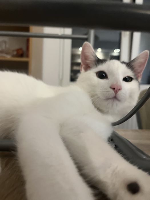 Oddam kocurka 7 miesięcy