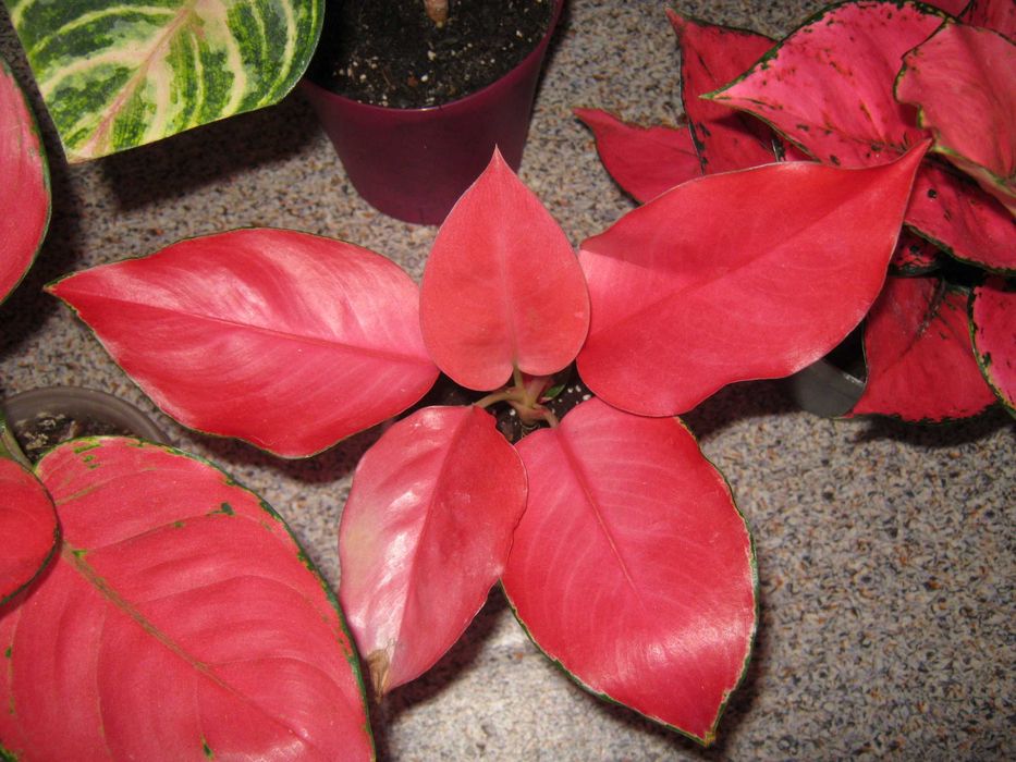 калатея аглаонема филодендрон драцена папоротник дек. лиственные цветы