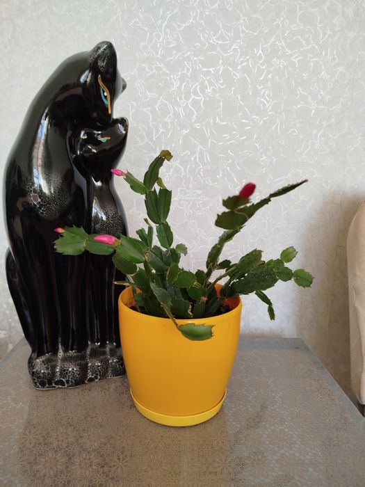 Кімнатні рослини дешево(розпродаж).