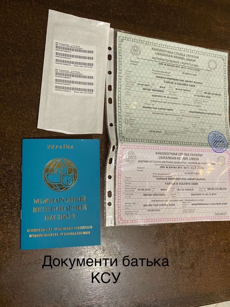 Німецькі вівчарки ,чисто кровні
