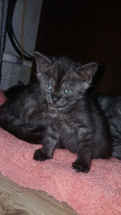 віддамо безкоштовно дівчинку!!!