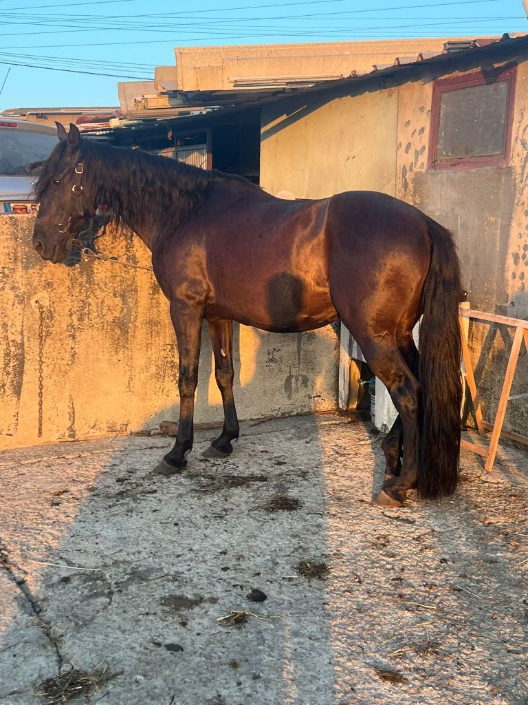Cavalo preto. .  .