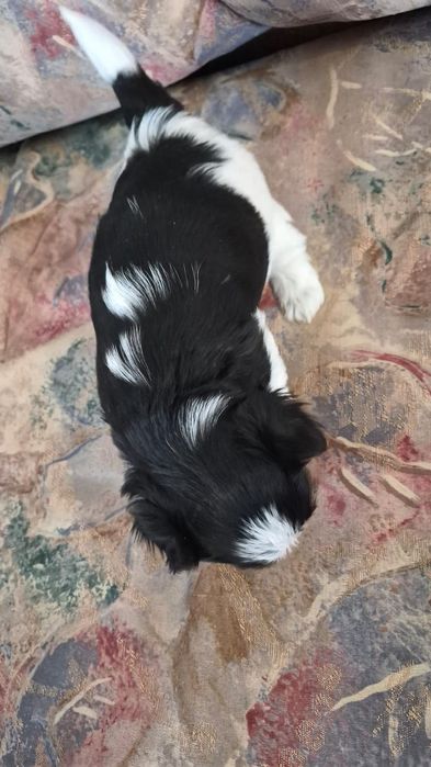 Mini Yorczki zarejestrowana hodowla