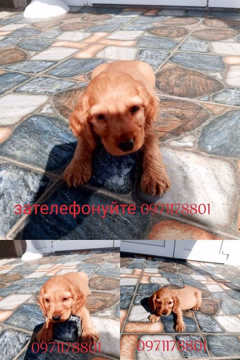 Рекомендуємо - Англійского кокер спанієля. Наявні дівчатка, та хлопчик