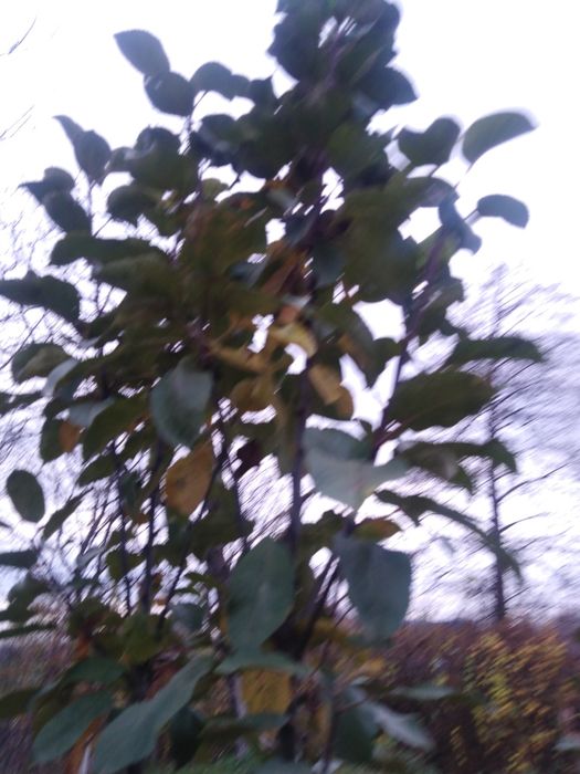 Яблоня колоновидная "Белоснежка" (осенний сорт, поздний срок