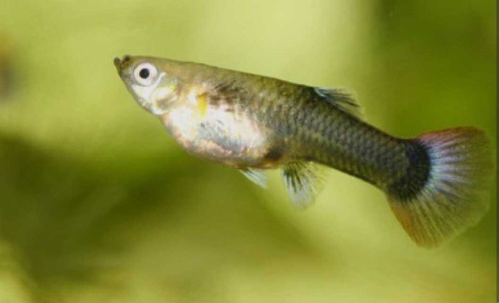 Vendo lebistes selvagens de vários tamanhos os preços  0,2 0,5  0,10