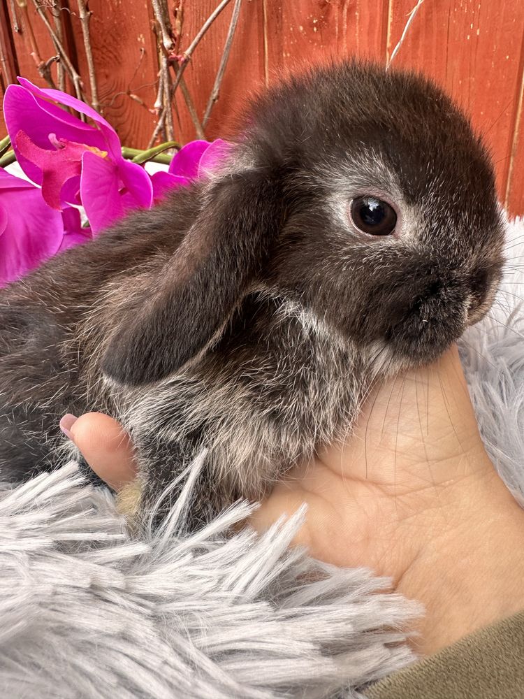 Kroliczki Mini lop legalna hodowla