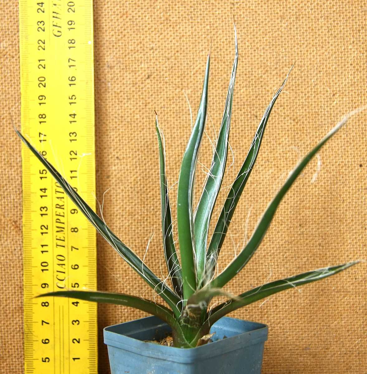 Агави. Алое. Кактуси. Сукуленти.
Agave filifera. Lobivia. Cactus.