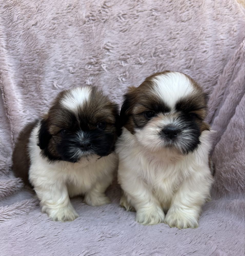 Piesek SHIH TZU Żyrardów