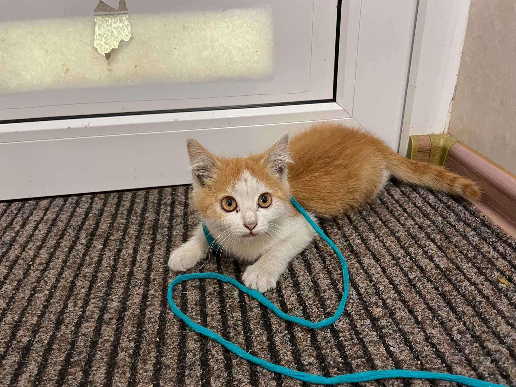 Подарю двох котинят/ хлопчик та дівчинка/коти/котята/котиня/кіт