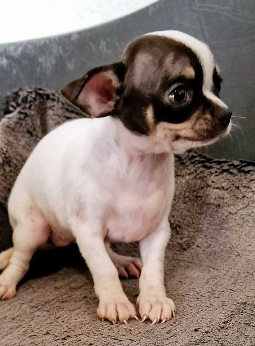 Chihuahua Fêmea Cor Chocolate