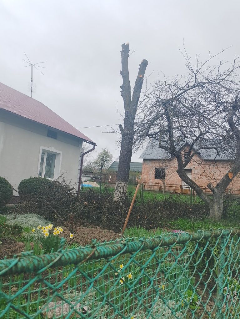 Стовбур дерева, груша