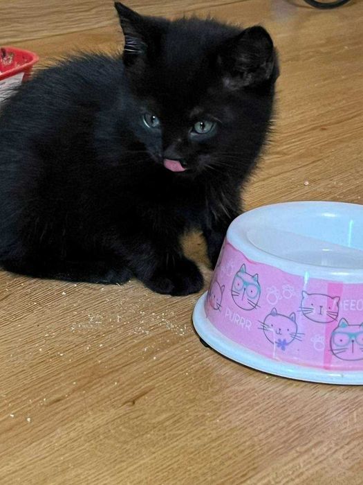 Милі кошенята шукають свою люблячу сім’ю!