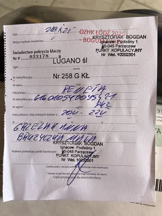 Klacz zimnokrwista gniada