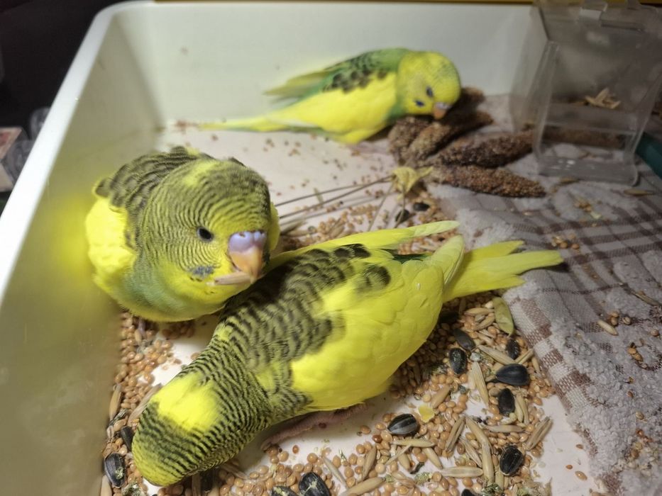 Хвилястики  1міс.