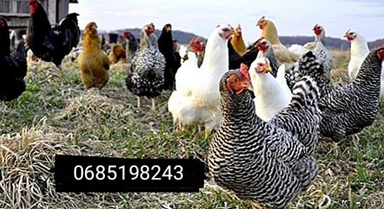 Яйце під курку різного виду