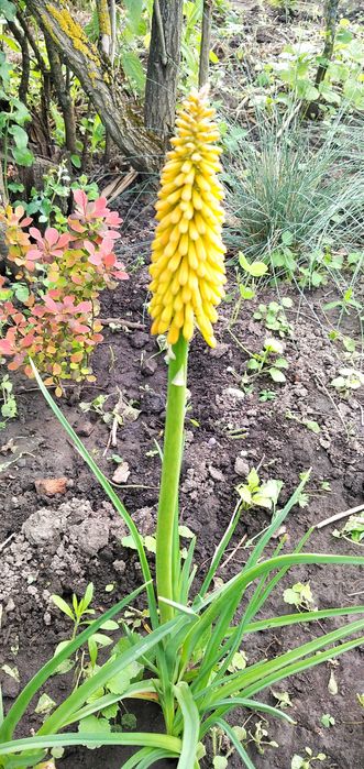 Хоста, энотера вариегатная, книфофия жёлто-красная, василёк,