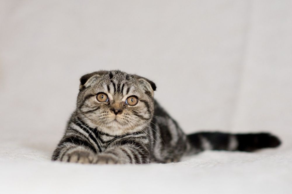 Шотландский вислоухий мальчик