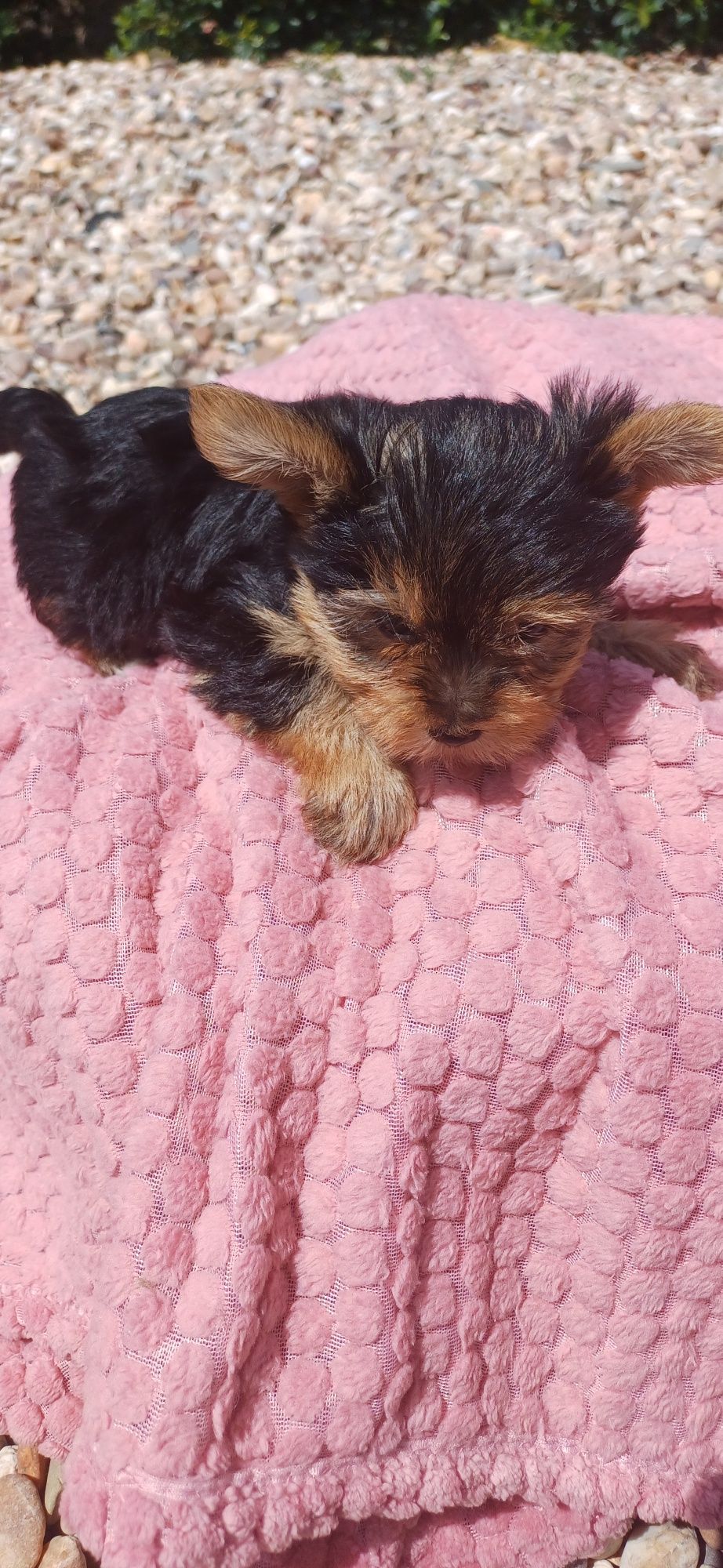 Yorkshire terrier fêmea