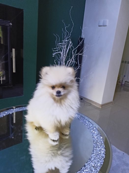 Szpic miniaturowy Pomeranian ZkwP FCI