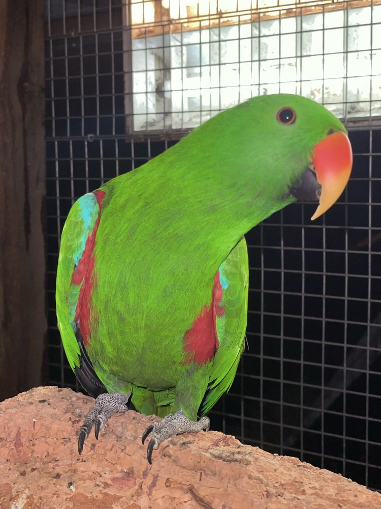 Paoagaio Ecletus macho
