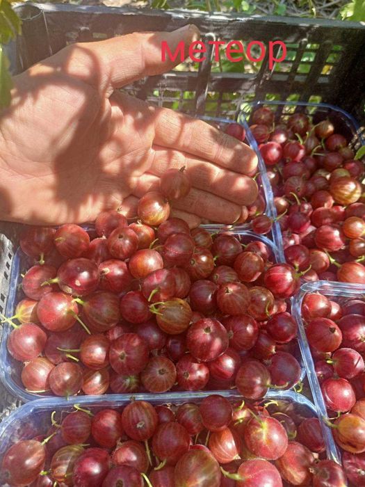 Смородина(червона,біла,чорна), ожина,  агрус, горіх велетень